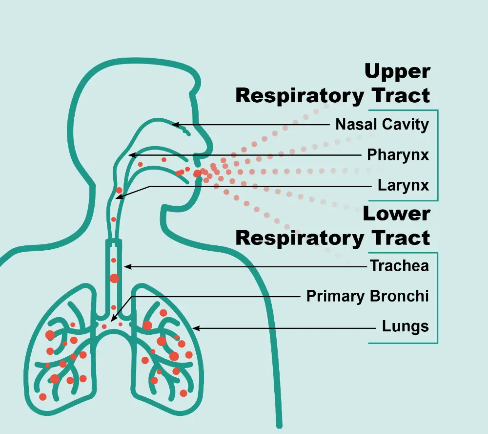 Respiratory Tract of Human