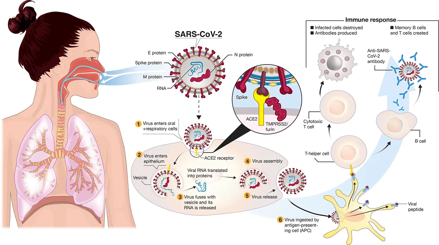 Lifecycle of Corona Virus