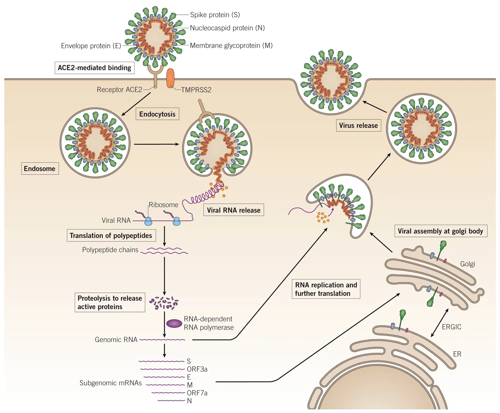 Corona Virus Lifecycle - © Copyright 2021 Tocris Bioscience