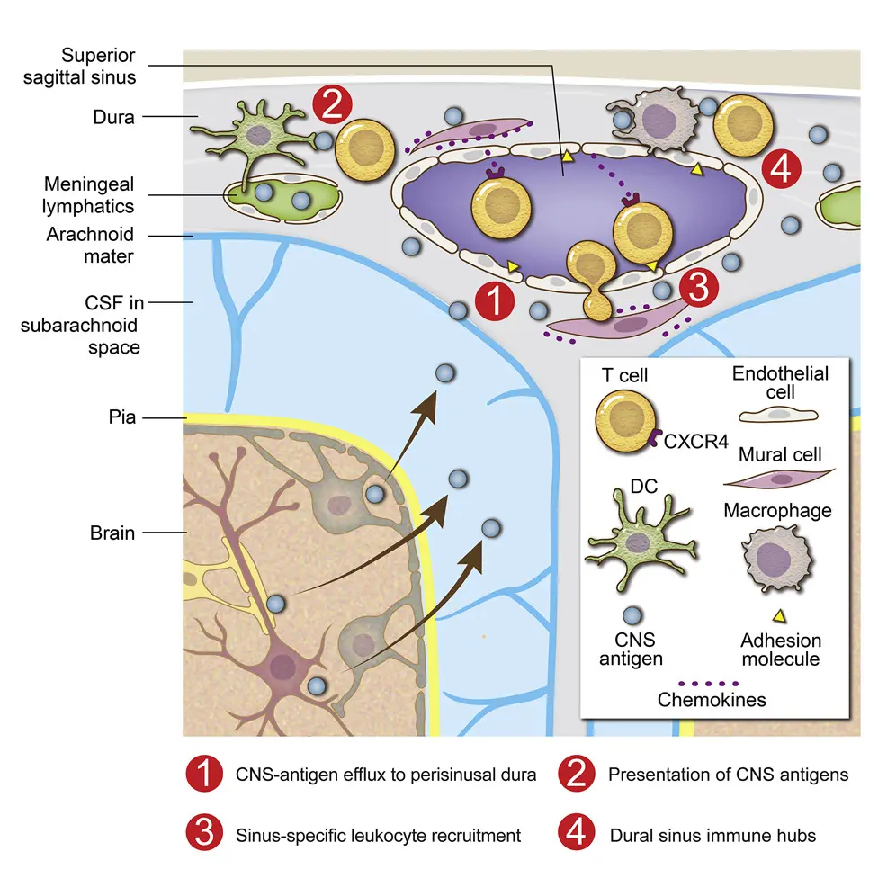 Dural Sinuses